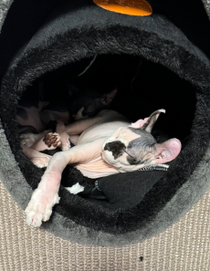 Wunderschöne reinrassige Sphynx-Elf Katzen