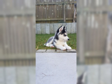 Schöner Siberian Husky Welpe mit allen Papieren