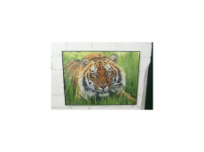 Tiger Bils 13  80x60