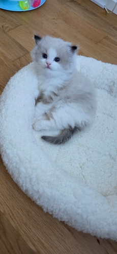 Reinrassiger Ragdoll-Kater abzugeben