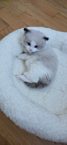 Reinrassiger Ragdoll-Kater abzugeben