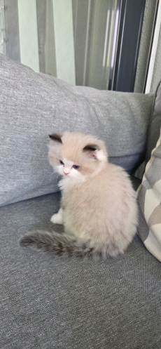 Reinrassiger Ragdoll-Kater abzugeben