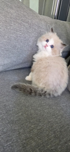 Reinrassiger Ragdoll-Kater abzugeben