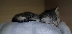 Ägyptisch mau mix kitten ab 24.11.25 abzugeben