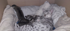 Ägyptisch mau mix kitten ab 24.11.25 abzugeben
