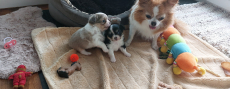 goldig Chihuahua Welpeli LH