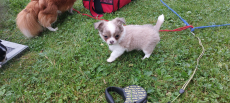goldig Chihuahua Welpeli LH