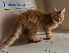 Wunderschöne Maine Coon Kitten mit herausragendem Stammbaum
