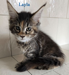 Wunderschöne Maine Coon Kitten mit herausragendem Stammbaum