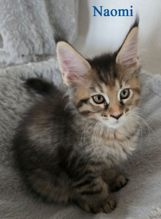 Wunderschöne Maine Coon Kitten mit herausragendem Stammbaum
