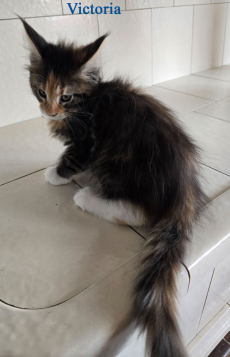 Wunderschöne Maine Coon Kitten mit herausragendem Stammbaum