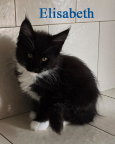 Wunderschöne Maine Coon Kitten mit herausragendem Stammbaum