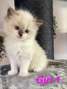 Reinrassige Ragdoll Kitten
