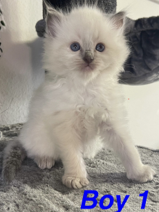 Reinrassige Ragdoll Kitten