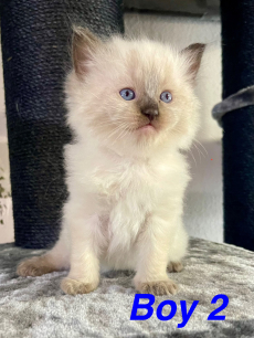 Reinrassige Ragdoll Kitten