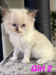 Reinrassige Ragdoll Kitten