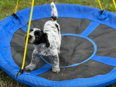 Schapendoes-Welpen (holl. Hirtenhund) suchen  ihr Traum-Zuhause