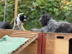 Schapendoes-Welpen (holl. Hirtenhund) suchen  ihr Traum-Zuhause