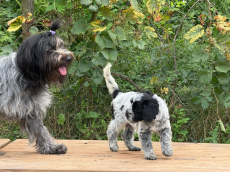Schapendoes-Welpen (holl. Hirtenhund) suchen  ihr Traum-Zuhause