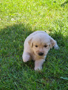 Golden Retriever Welpen