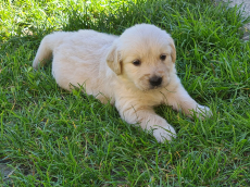 Golden Retriever Welpen