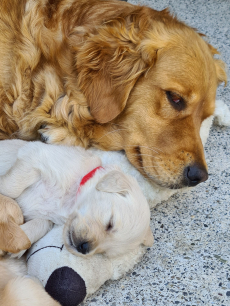 Golden Retriever Welpen
