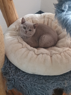 BKH Kitten 