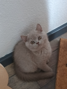 BKH Kitten 