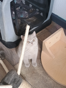 BKH Kitten 