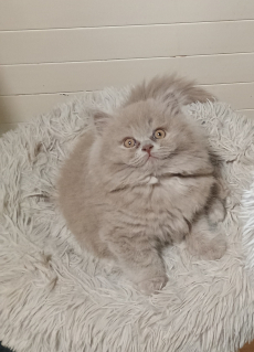 BLH Kitten Pigasso