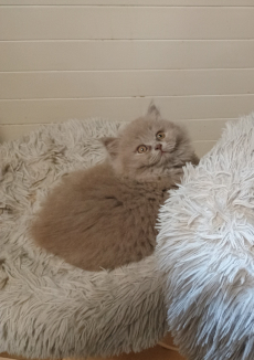 BLH Kitten Pigasso