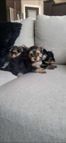 Yorkshire-Terrier-Welpen