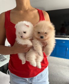 Zwergspitz-Pomeranian Welpen 