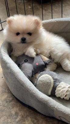 Zwergspitz-Pomeranian Welpen 