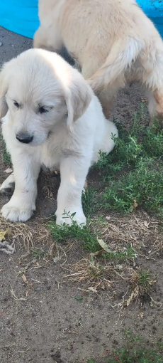 Golden Retriever Welpen