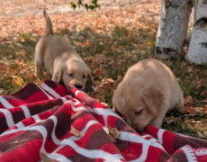 Golden Retriever Welpen
