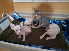 Sphynx-Kätzchen