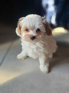 Maltipoo-Welpen