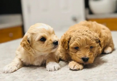 Maltipoo-Welpen