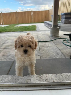 Maltipoo-Welpen