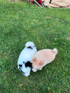 Pomsky-Welpen