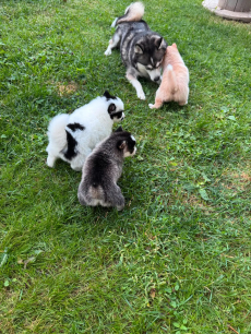 Pomsky-Welpen