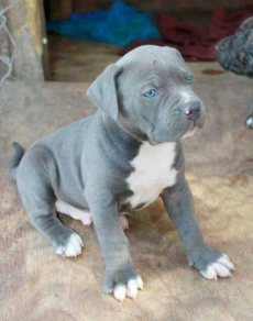 Wunderschöne American Pitbull Terrier Welpen