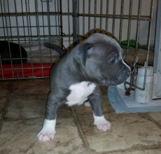 Wunderschöne American Pitbull Terrier Welpen