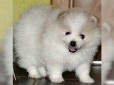 Pomeranian Zwergspitz