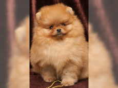 Pomeranian Zwergspitz