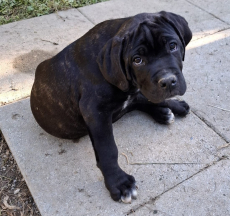 Gesunde Cane Corso Welpen reinrassig jetzt abgabebereit