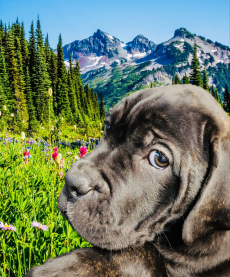 Gesunde Cane Corso Welpen reinrassig jetzt abgabebereit