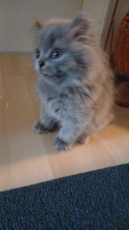 Manliich baby katzen Blh 