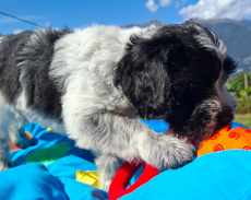 Schapendoes-Welpen (holl. Hirtenhund) suchen  ihr Traum-Zuhause